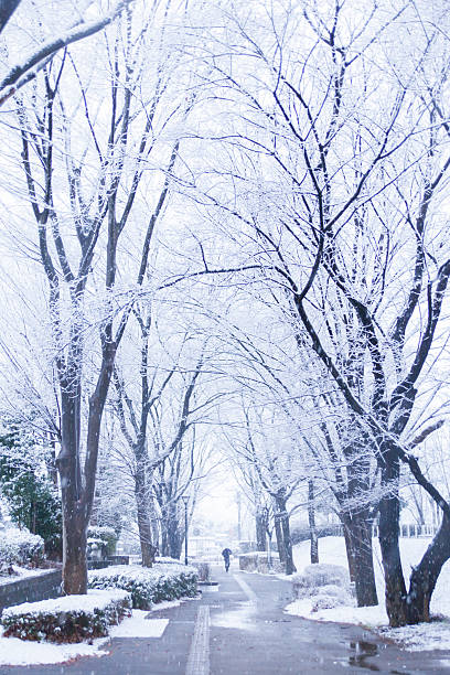 istock Snow, snow scene, covered with snow in Japan 510306079