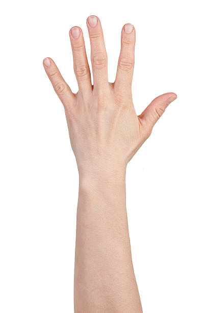 istock Palm with fingers spread 510306292