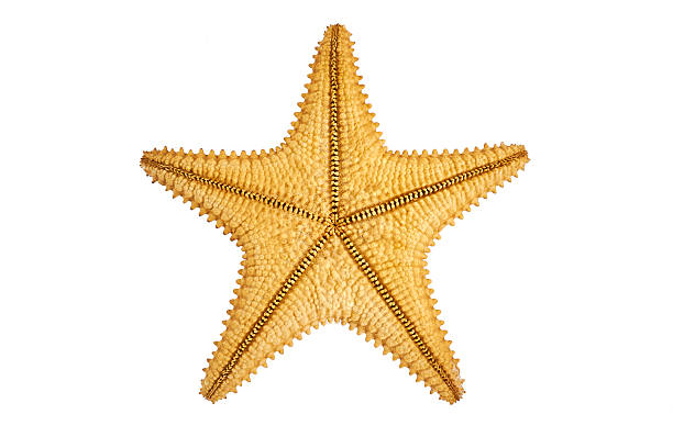 istock seastar starfish back on a white background 510306336