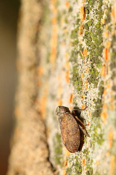 small insect in the green garden