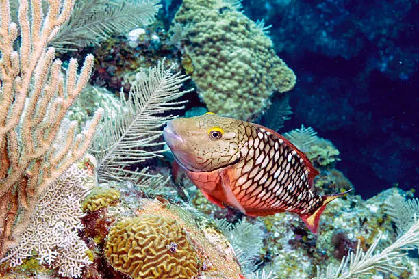 stoplight parrotfish (Sparisoma viride) is a species of parrotfish inhabiting coral reefs in Florida, Caribbean Sea