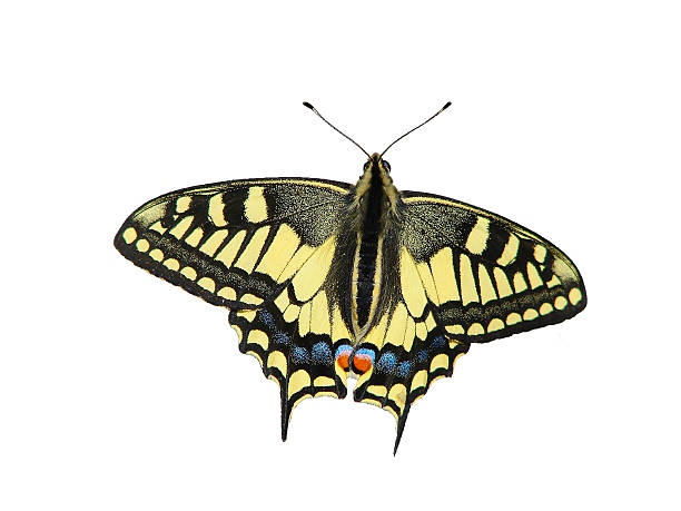 istock Beautiful butterfly on white background - a photo 7 510306654