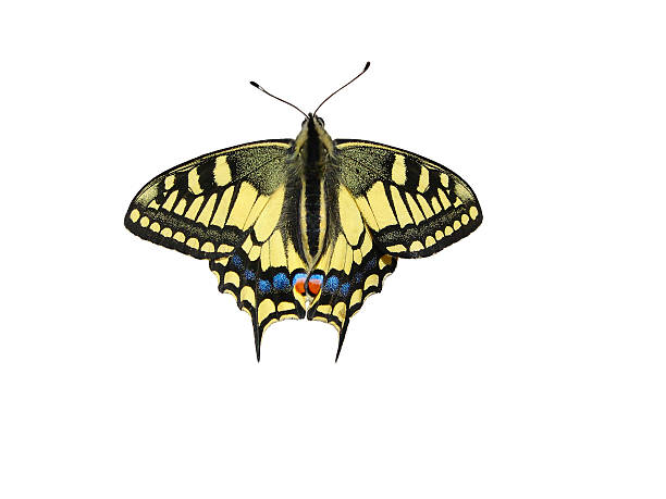 istock Beautiful butterfly on white background- a photo 9 510306676
