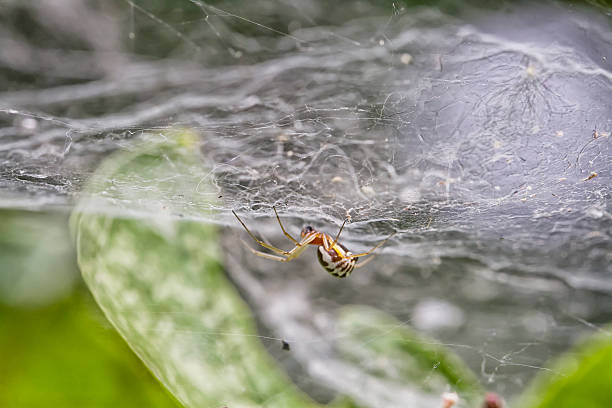istock spider on a spider web in the garden 510307419