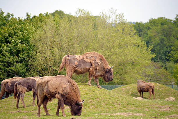 European Bison herd in fota wildlife park stock photo