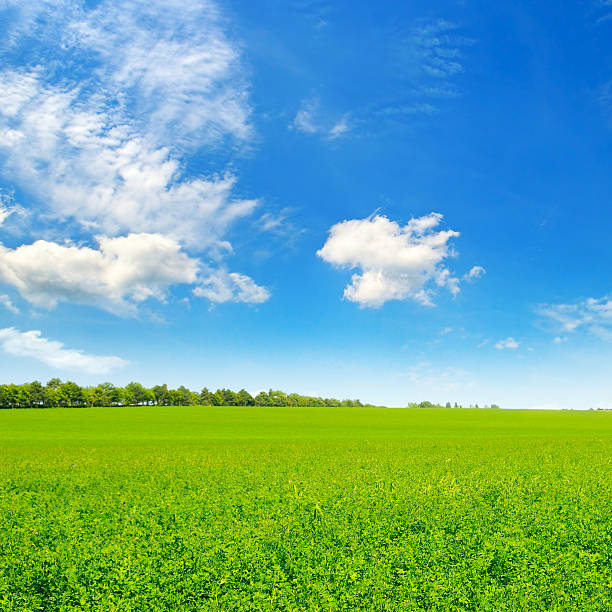 istock green field and blue sky 510308492