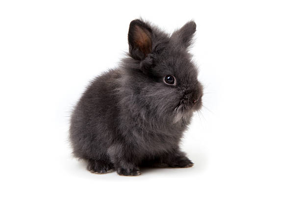 osterhase-coelhinho da páscoa - dwarf lop eared rabbit pets rabbit isolated - fotografias e filmes do acervo