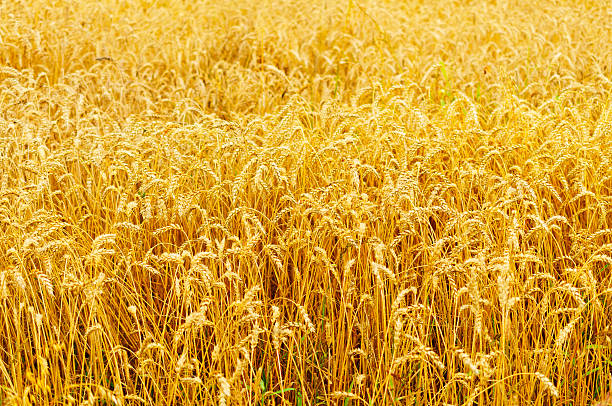 istock Many wheat ears 510309460
