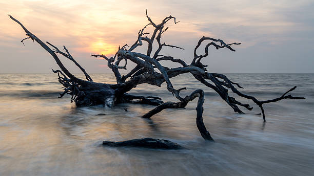 driftwood lever du soleil - driftwood wood water sunrise photos et images de collection