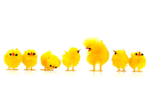 istock row of baby easter chicken talking together 510309988