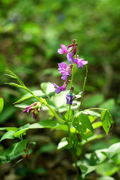 purple pink flower in spring purple pink flower and green leaves in spring angelonia stock pictures, royalty-free photos & images
