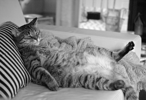 obesity theme. Little bit overweight tabby cat know how to relax, nice pose on the back showing big belly