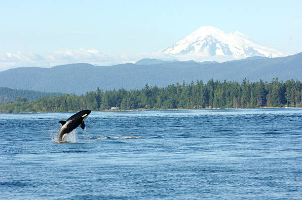 orca giocando in sound - wild water foto e immagini stock