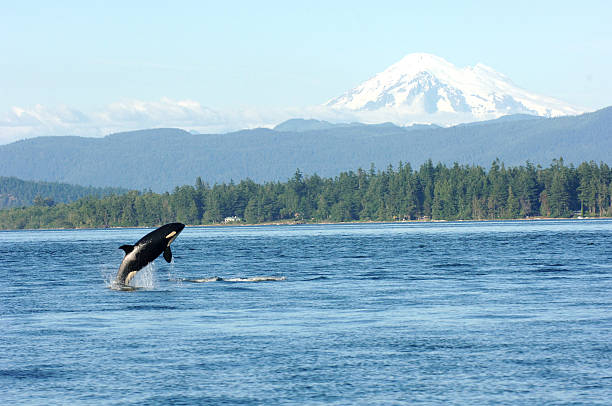 Orca playing in the sound Orca jumping out of the water with mountain in the background killer whale photos stock pictures, royalty-free photos & images