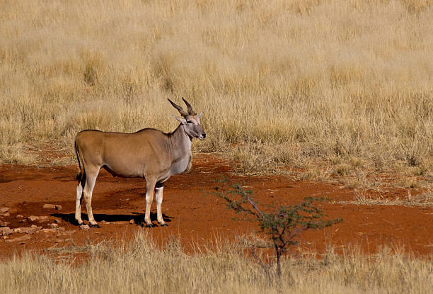 éland antilope - éland du cap photos et images de collection