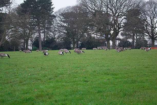 istock Geese On A Field 510311284