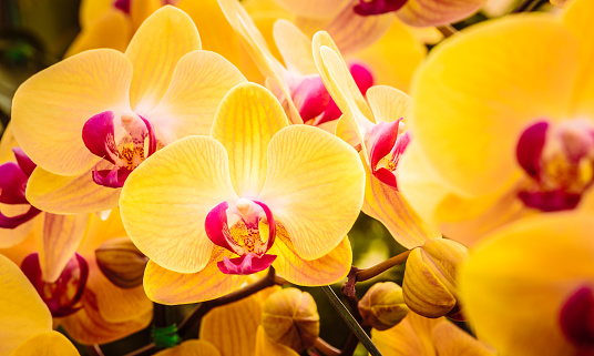 Yellow and red orchid flower close up in sunlight