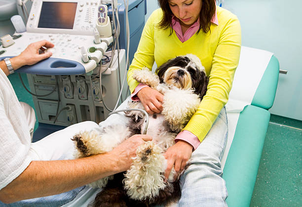 istock CuteTibetan Terrier is having ultrasound exam,owner holding him 510313140