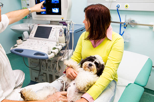 istock CuteTibetan Terrier is having ultrasound exam,owner holding him 510313230
