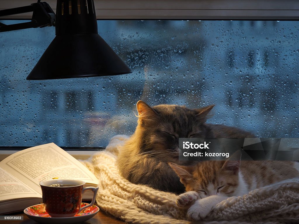Cats sleeping in the window. Cats sleeping in the window. Outside, rain, water drops on the glass. Twilight, included a desk lamp. It should be a cup with a drink, it is an open book. Cozy and warm Domestic Cat Stock Photo