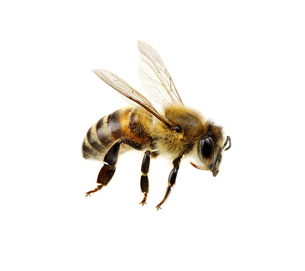 Bee Bee isolated on the white. macro of a living insect. hairy insect stock pictures, royalty-free photos & images