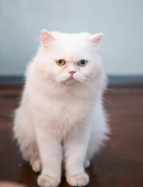 istock cute white Persian cat two color eyes 510316228