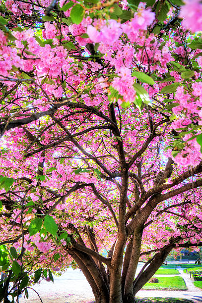 istock Japanese pink blossom 510317316