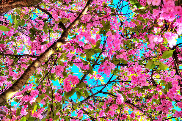 Beautiful blooming cherry blossom in spring in the Jardin des Plantes in Paris, France