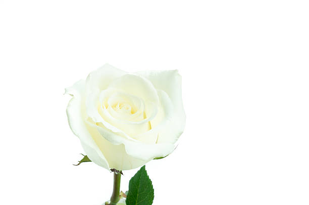 istock Blossom white rose on white isolated 510317786