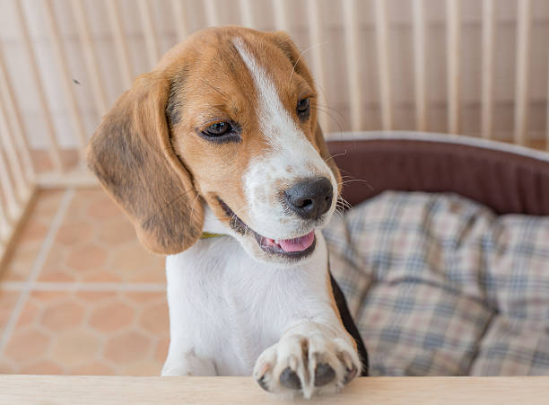 istock Punish naughty puppy By imprisoned in a cage 510317948