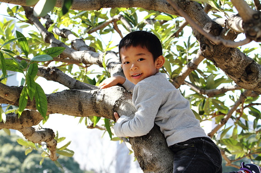 Japanese boy climbing the tree (6 years old)