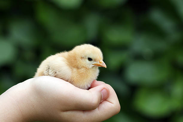 istock little yellow chicken in children hand 510318796