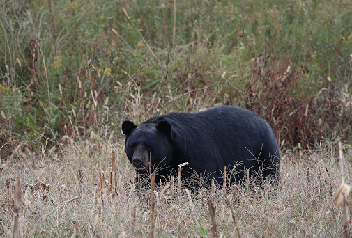 Large Black Bear front view, exams something beside small stream in the Yellowstone Ecosystem in western USA, North America. Nearest cities are Gardiner, Cooke City, Livingston, Bozeman and Billings, Montana, Denver, Colorado and Salt Lake City, Utah