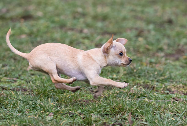 istock Running Chihuahua puppy 510320834