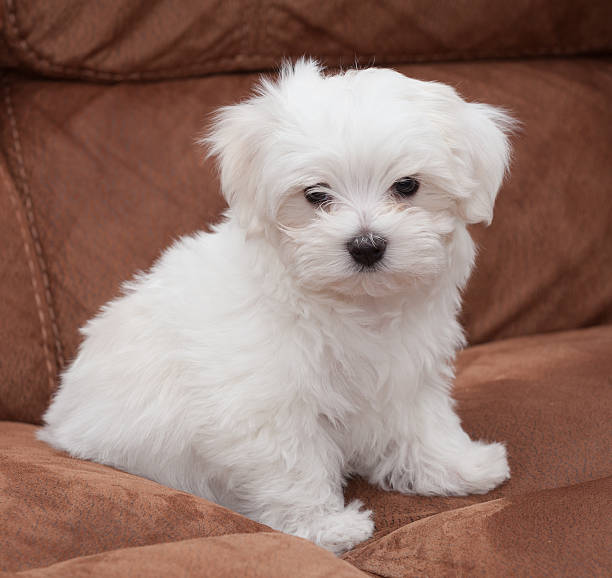 istock Maltese Puppy 510321400