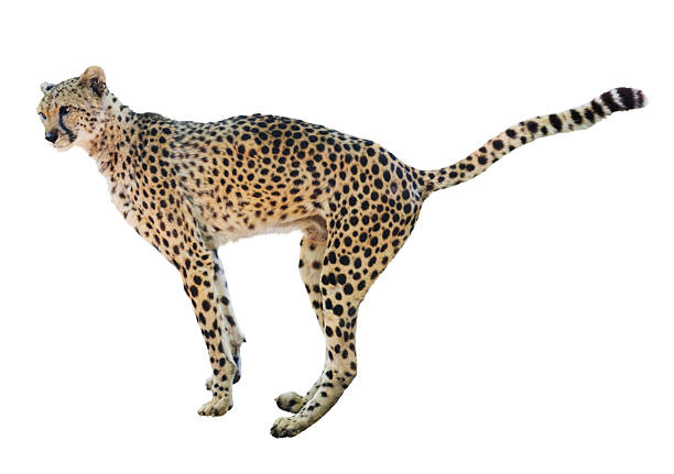 istock male cheetah 510321486