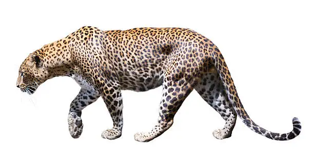 Walking male leopard on a white background