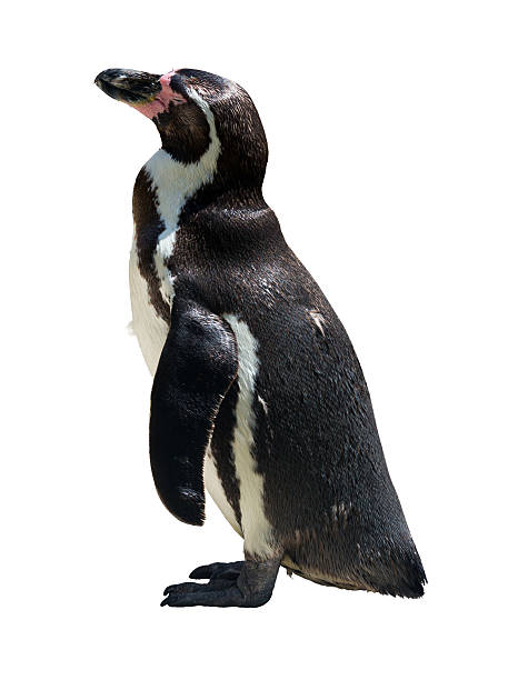 istock adult penguin 510321628