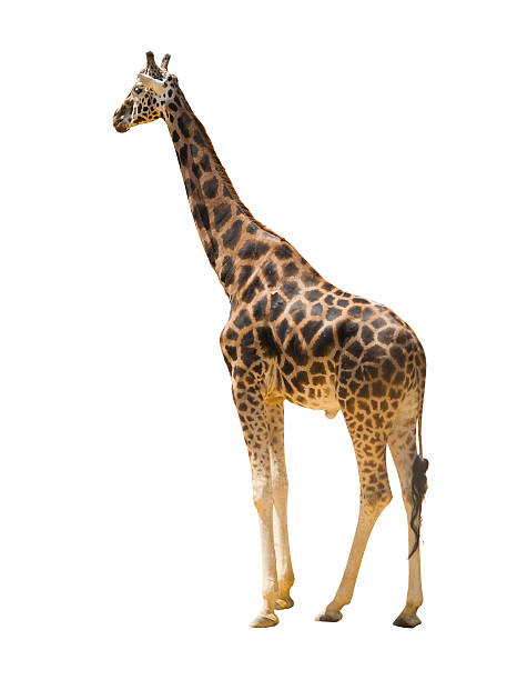 istock adult giraffe 510321688