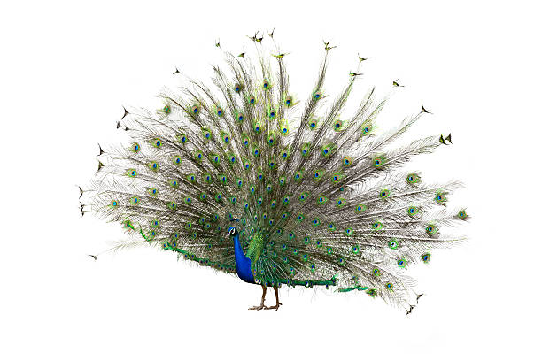 istock Indian Peafowl 510321766