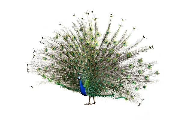 Photo of Indian Peafowl