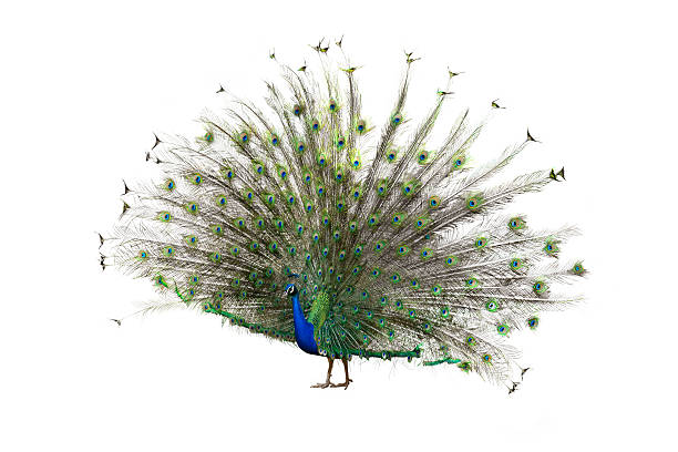indian peafowl - 藍孔雀 個照片及圖片檔