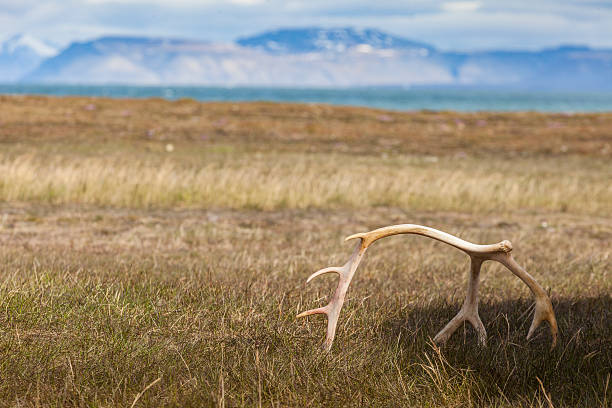 Beautiful raindeer antlers laying on a bench