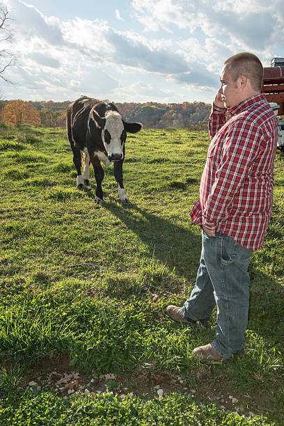 istock Young farmer man on cell phone with the calf watching 510321830