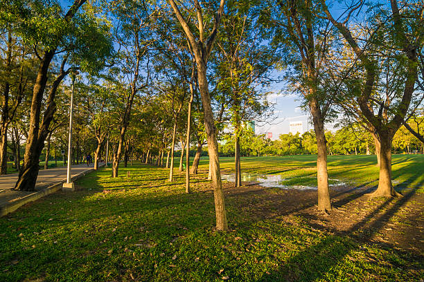 istock Green trees in beautiful park 510322374