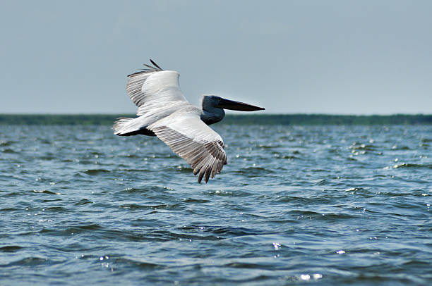 istock Great white pelican flying (Pelecanus onocrotalus) 510323062