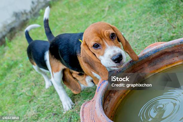Naugthy Puppy Stock Photo - Download Image Now - Activity, Animal, Cute