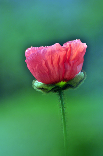 Poppy field at sunset. Poppy close-up