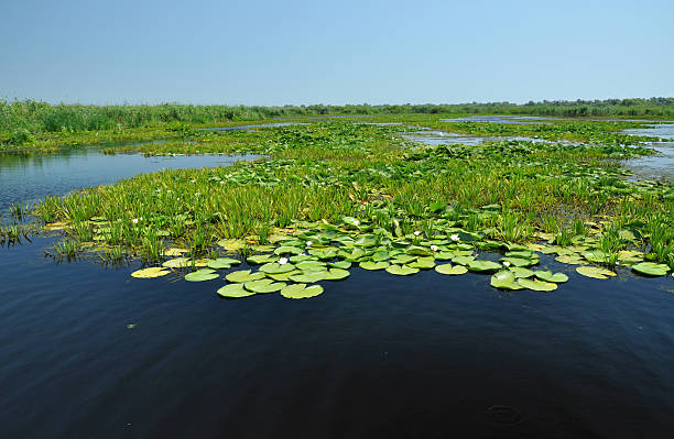 istock Landscape in Danube delta, Romania 510324130
