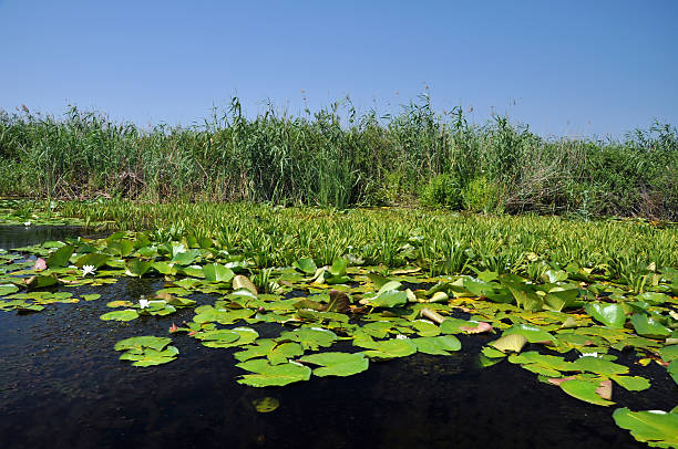 istock White water lilies in the Danube delta, Romania 510324236